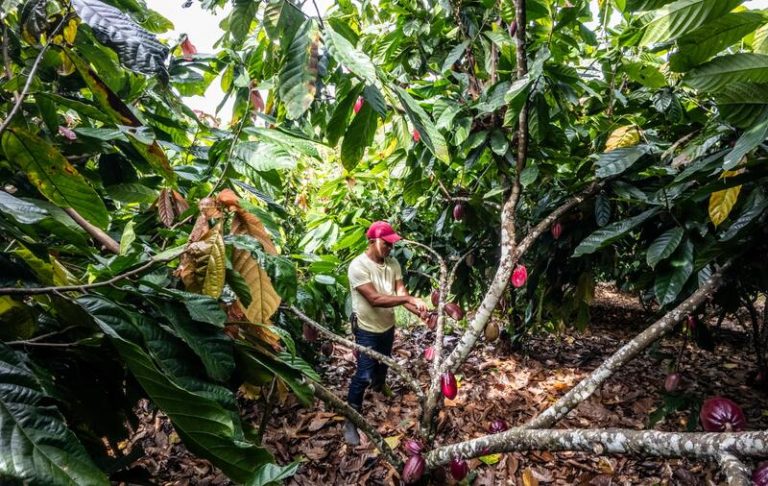 Lavoura de cacau Fotos- André Frutuoso (1)